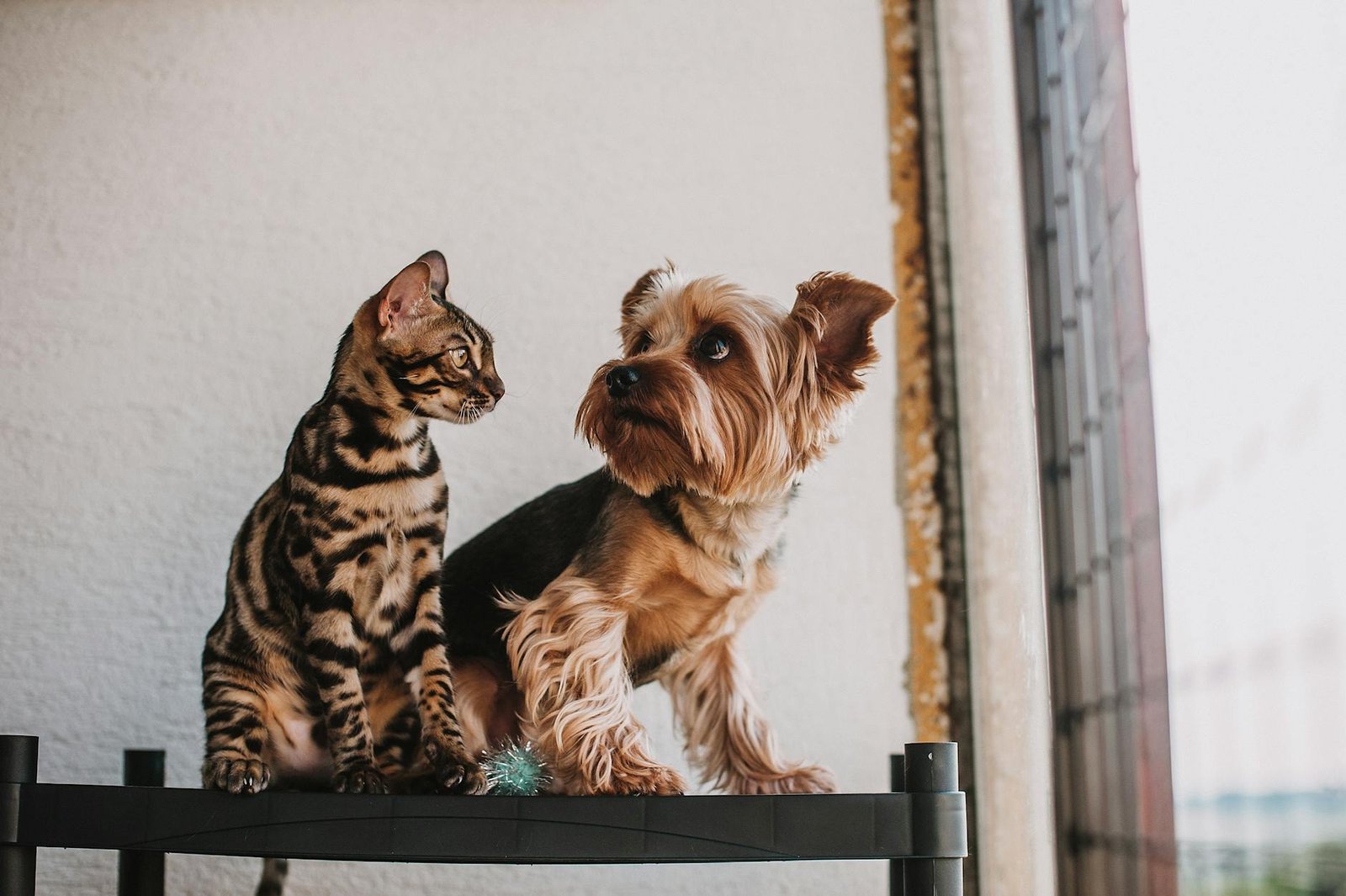 affordable pet health tips
