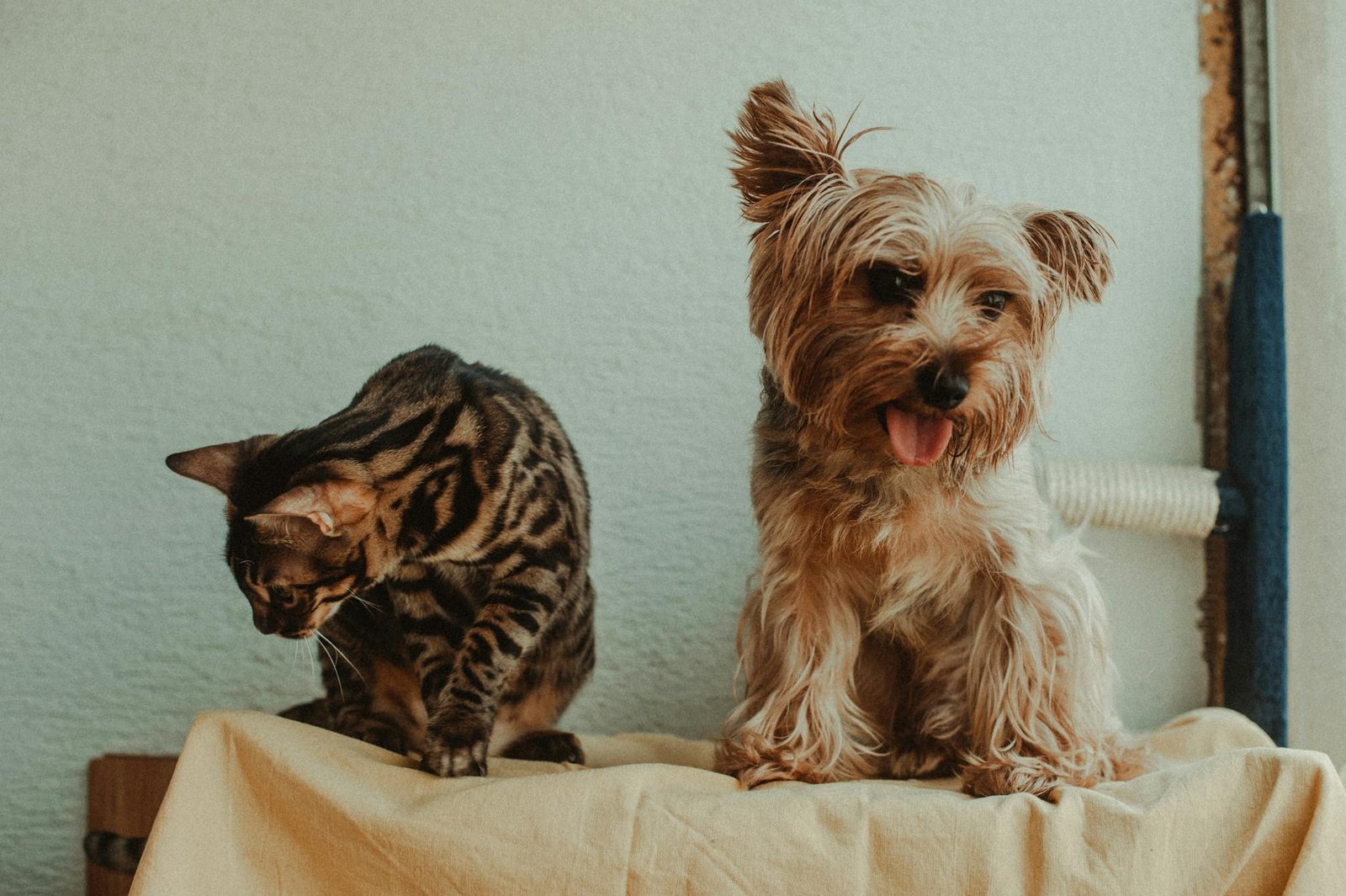 purina pro plan vs royal canin