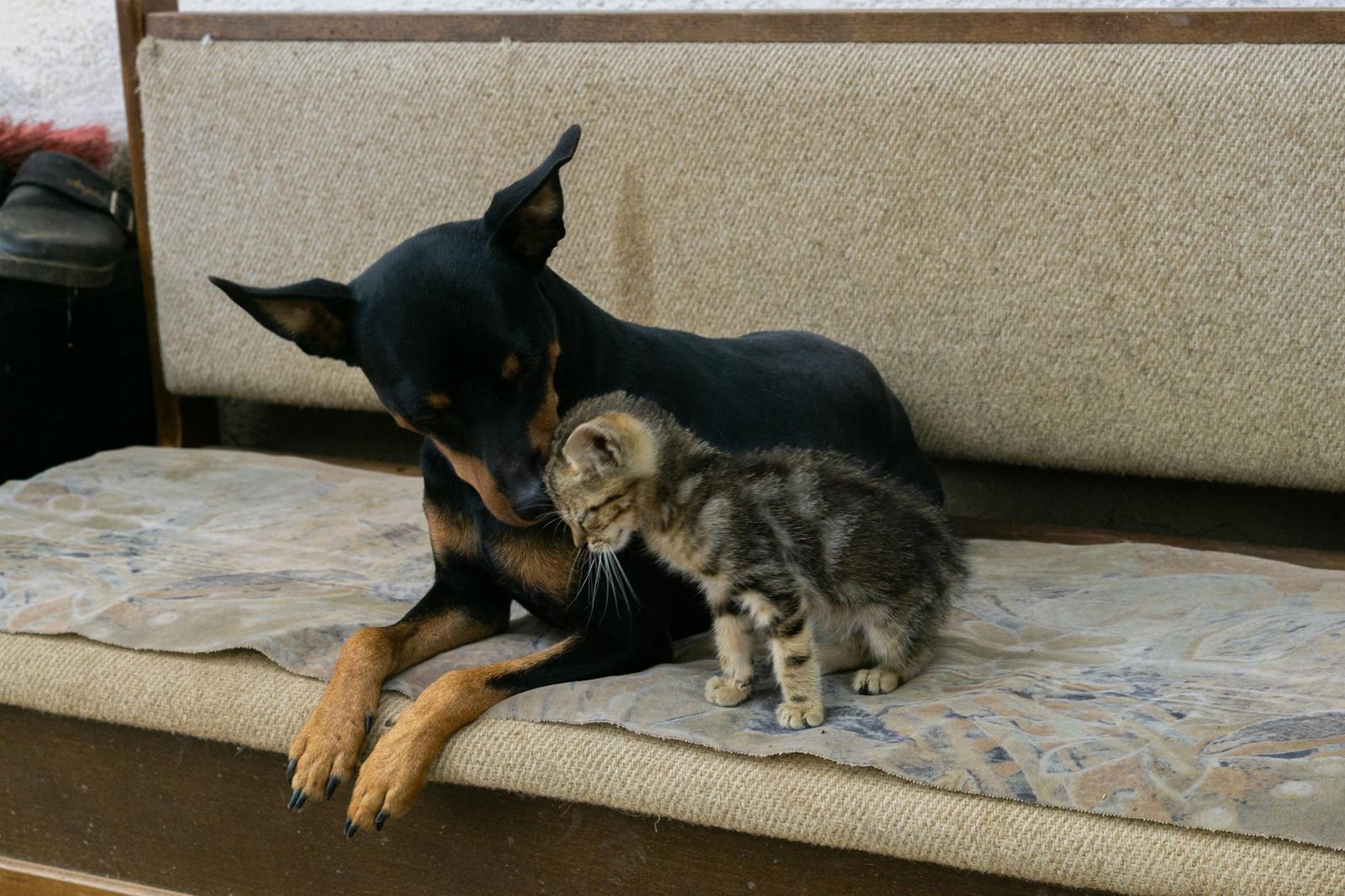 ollie vs the farmer's dog