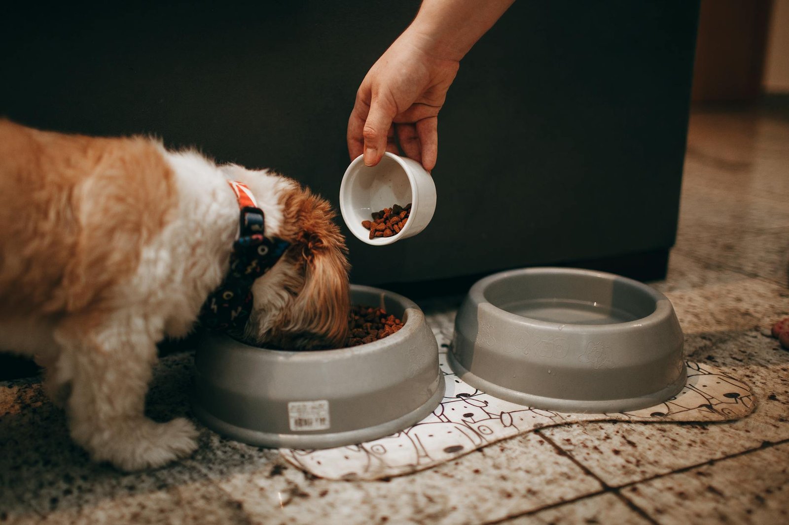 royal canin vs hill's science diet
