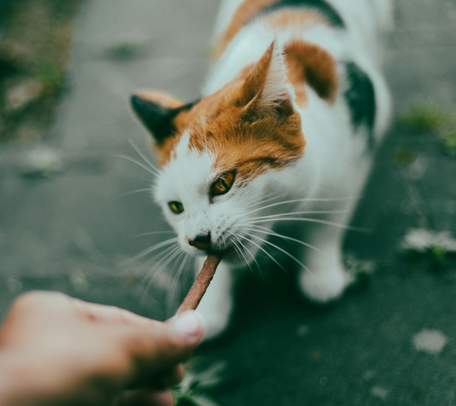 holistic vs traditional pet nutrition