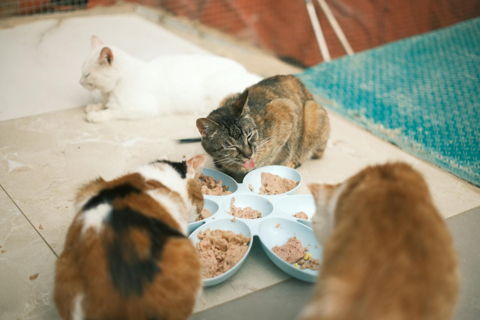 best pet nutrition for multi-pet households