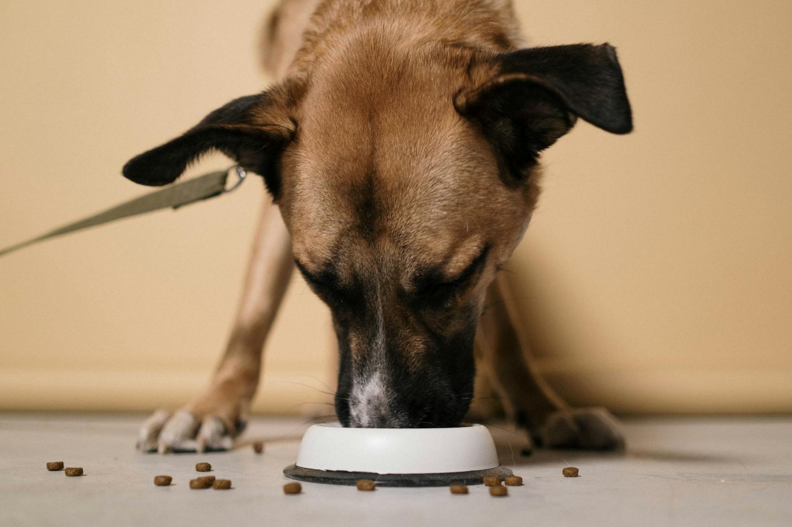 Best Pet Health & Nutrition 2026: Expert Picks for Wellness