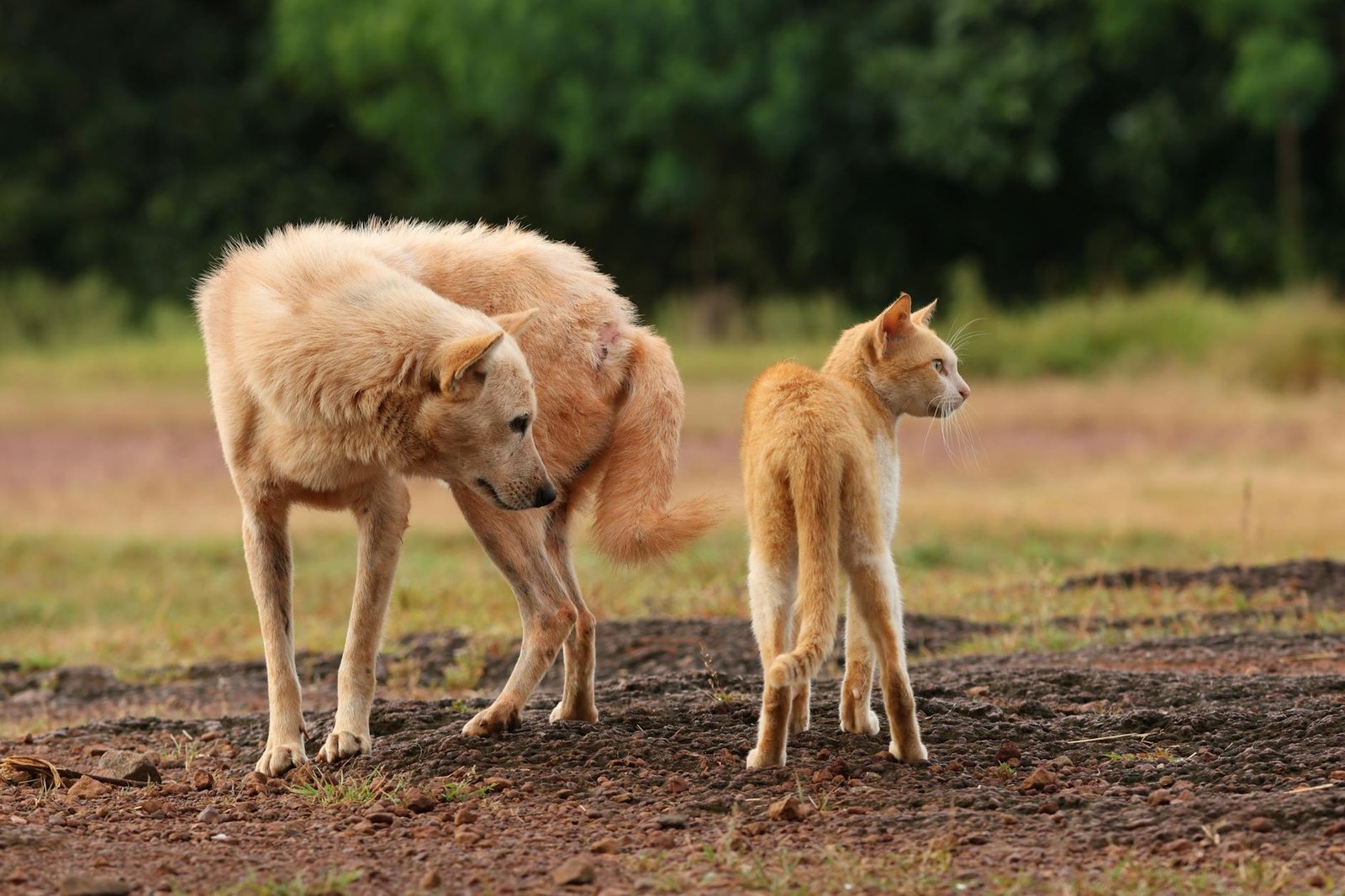 7 Proven Natural Pet Anxiety Supplements (2026)