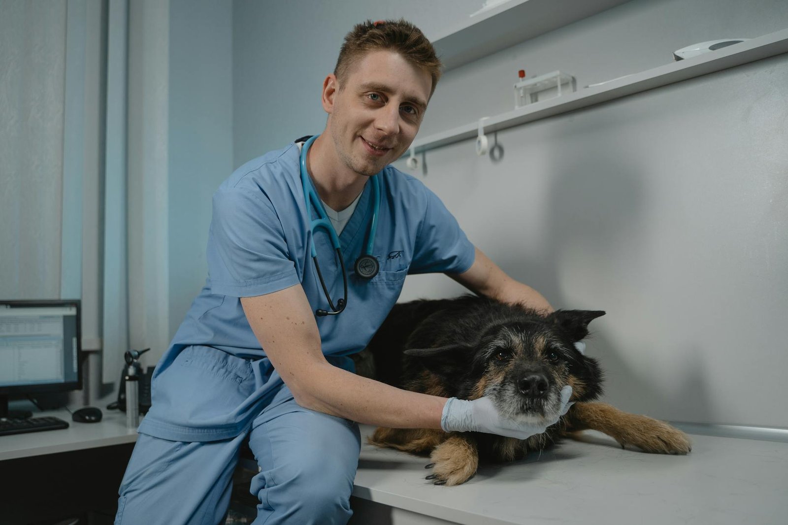 best senior dog food for joint health