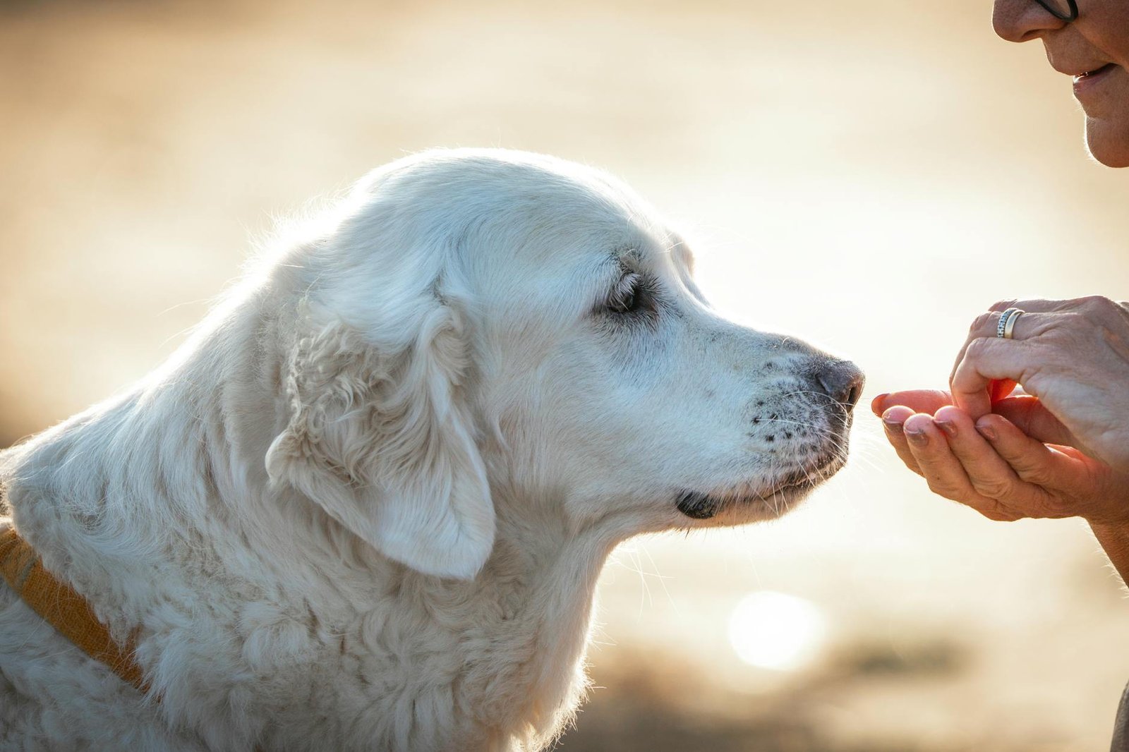 7 Proven, Trusted Dog Foods for Sensitive Stomachs 2026