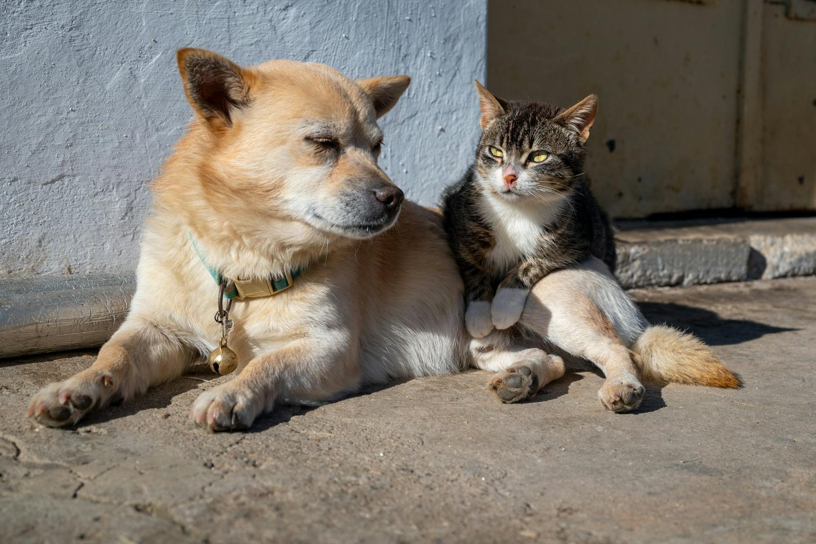 alternatives to prescription pet diets