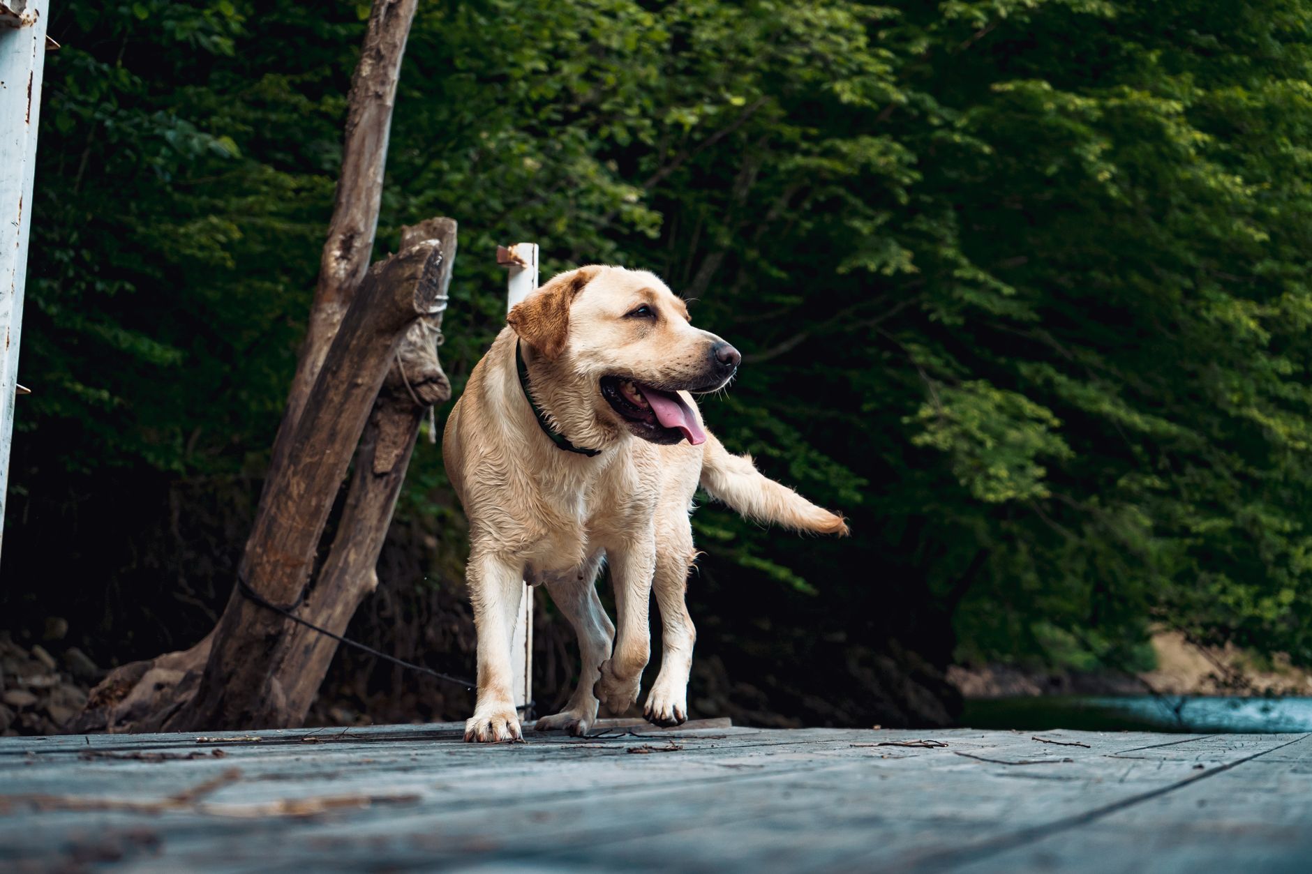 7 best dog foods for sensitive stomachs 2026 vettested