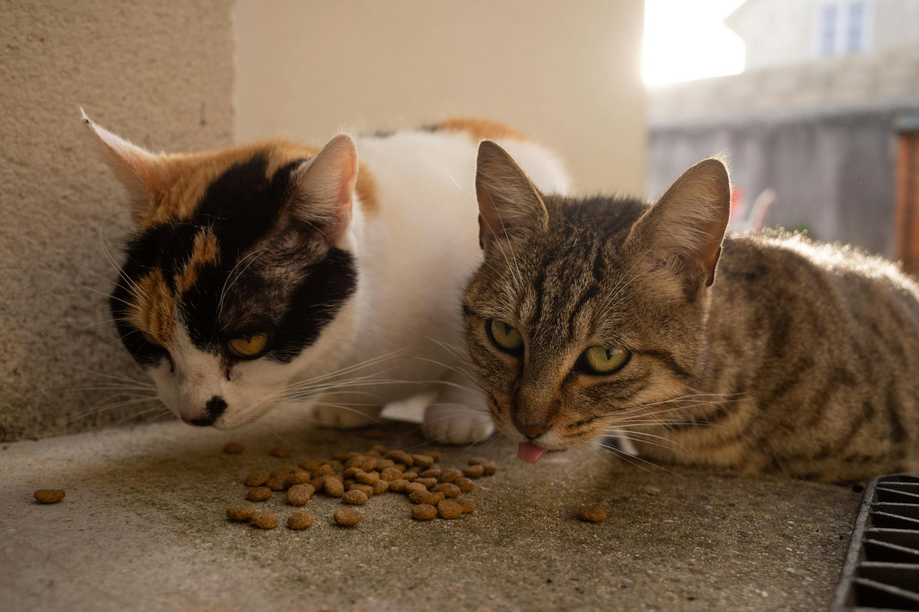 wet vs dry cat food the healthier choice revealed 2024