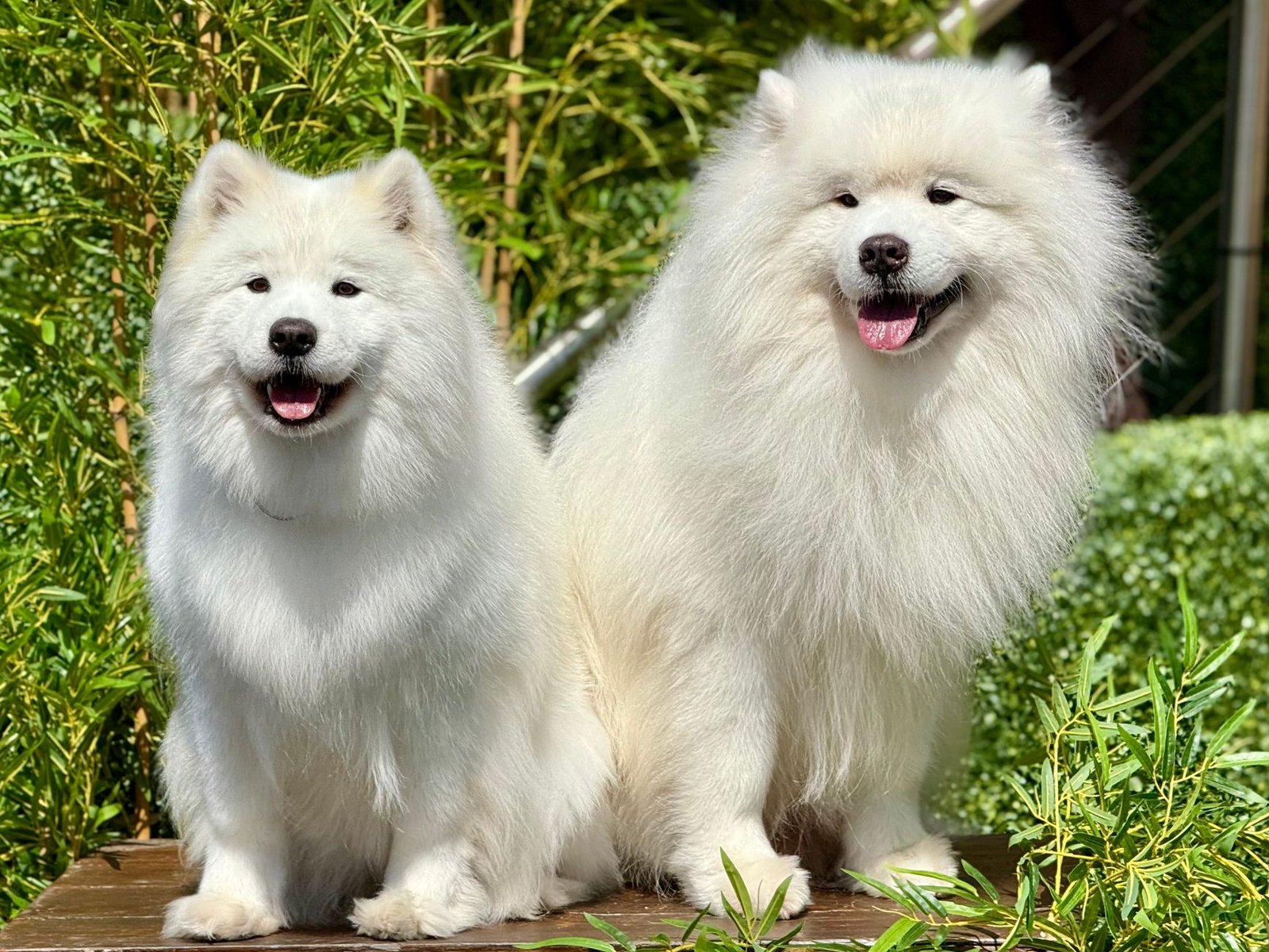 Royal Canin vs Hill’s Science Diet: Which is Better for Your Pet in 2026?