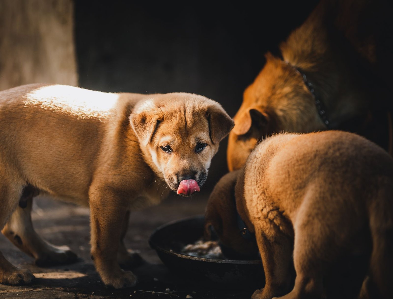 how to choose puppy food