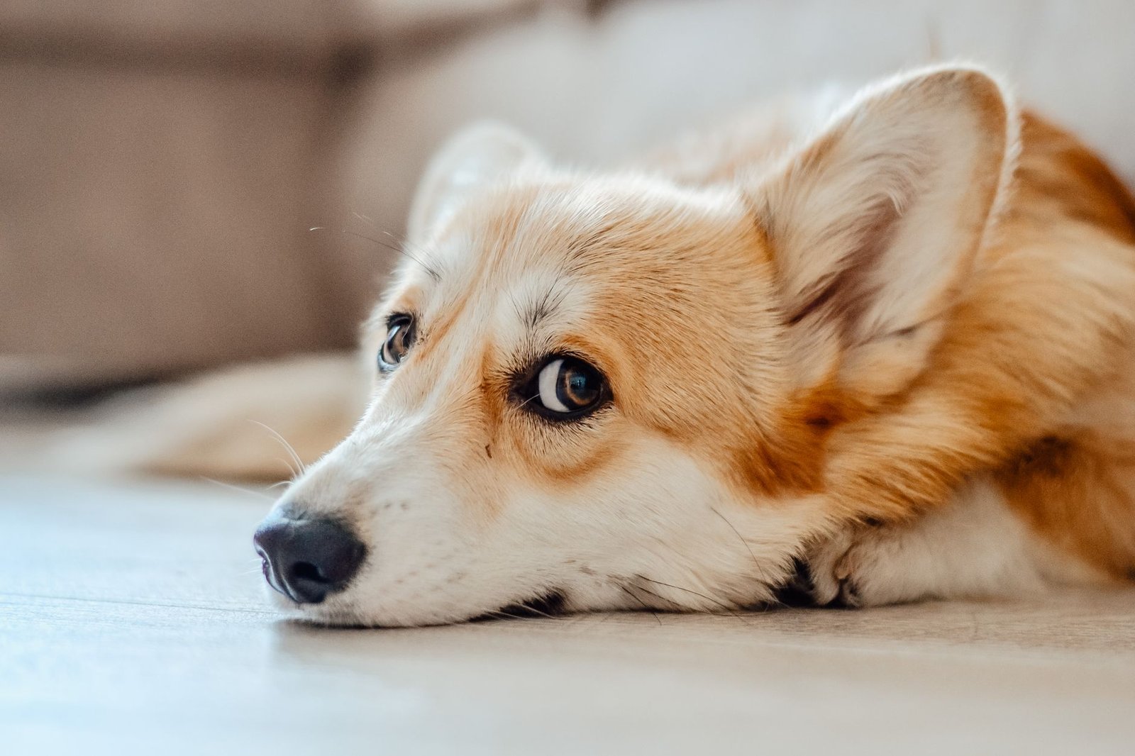 10 Best Natural Pet Supplements for Anxiety in 2026: Proven Solutions