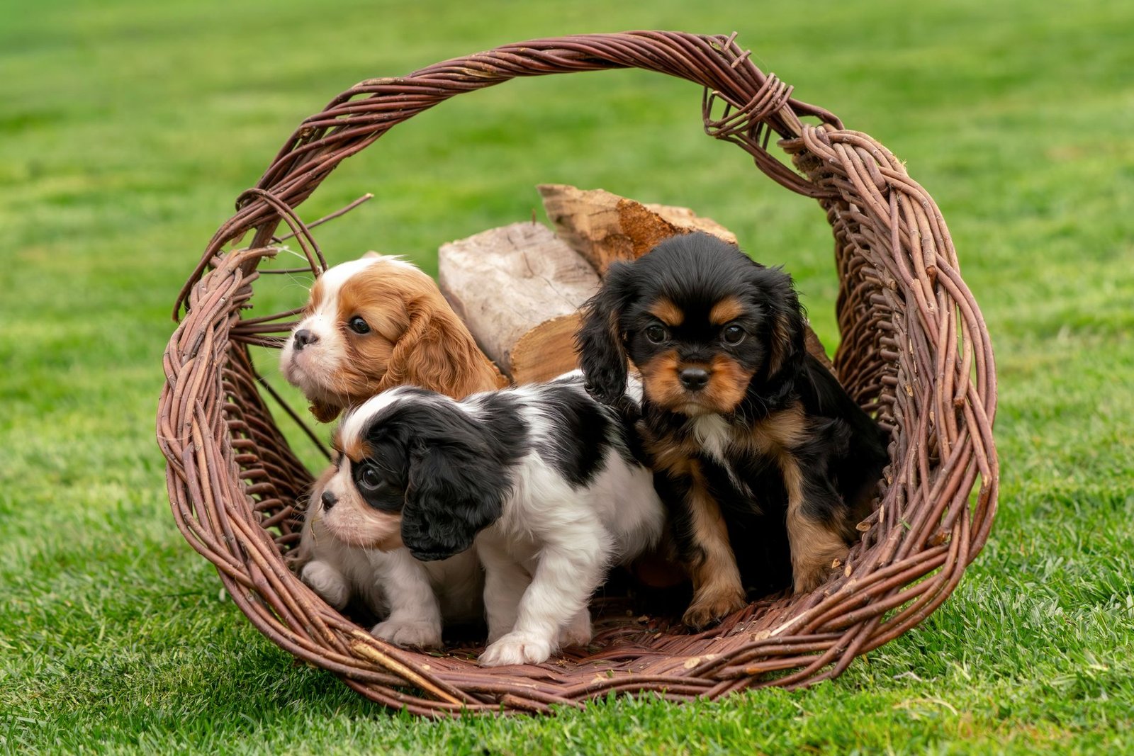 How to Choose the Right Pet Food for Your Puppy’s Growth: An Expert 2026 Guide