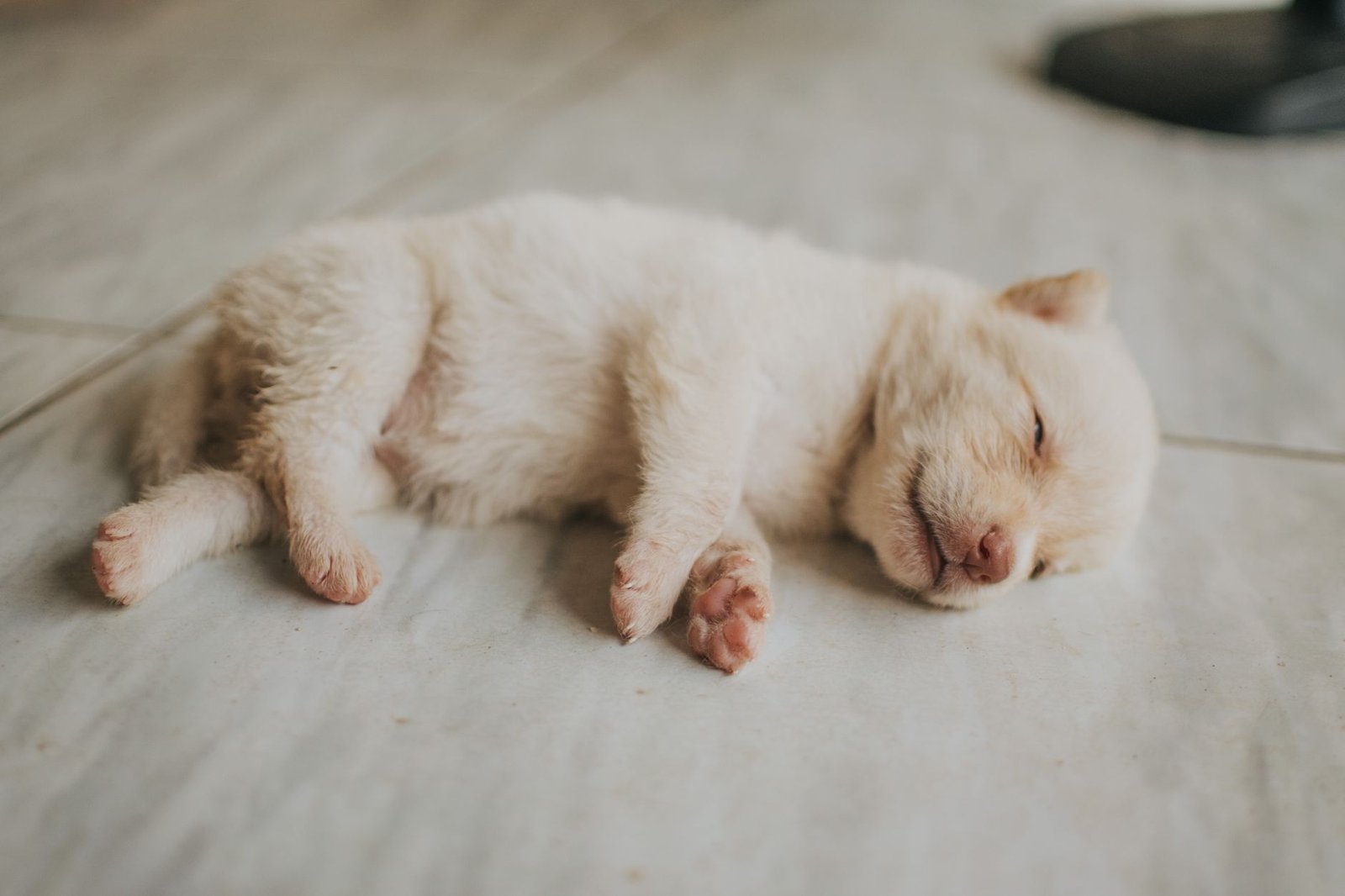 How to Choose the Right Pet Food for Your Puppy’s Growth: An Expert Guide for 2026