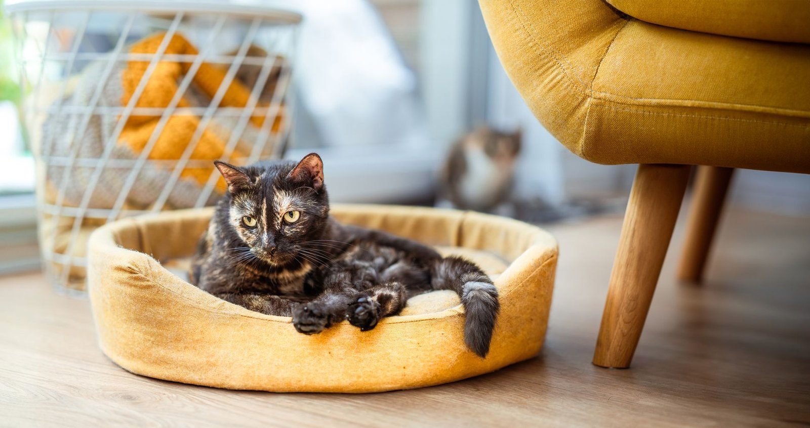 7 Proven Pet Health Tips That Deliver Real Results