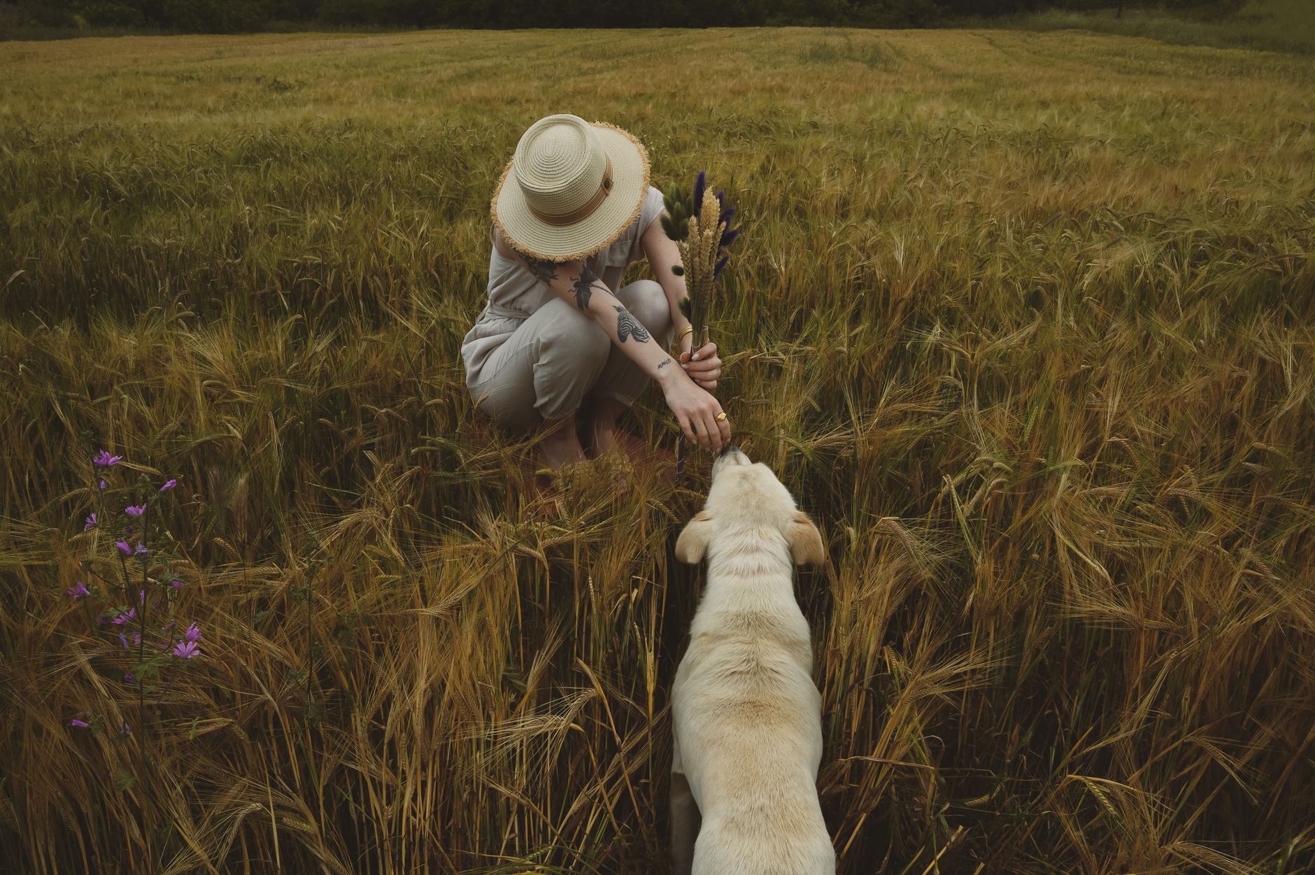 grain-free vs grain-inclusive dog food