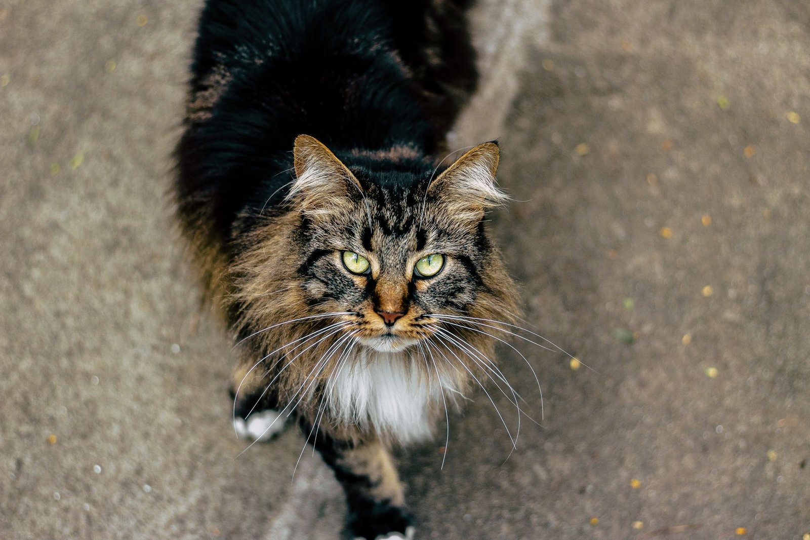 chewy autoship service review