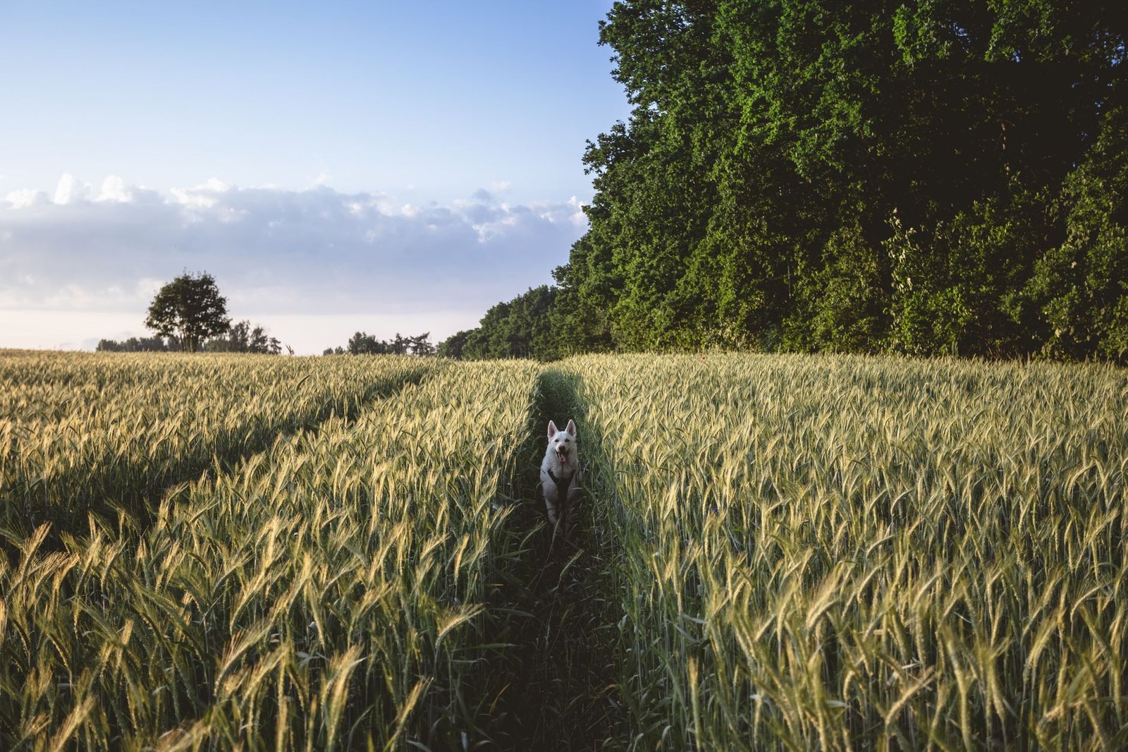 12-Week Data: Grain-Free vs. Grain-Inclusive Dog Food (2026)