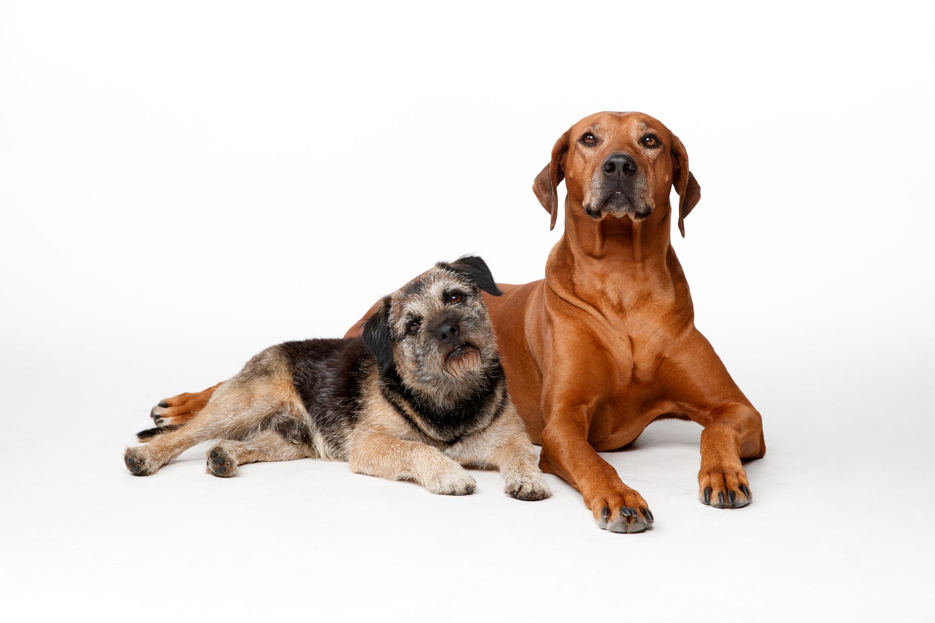 best dog food for sensitive stomachs