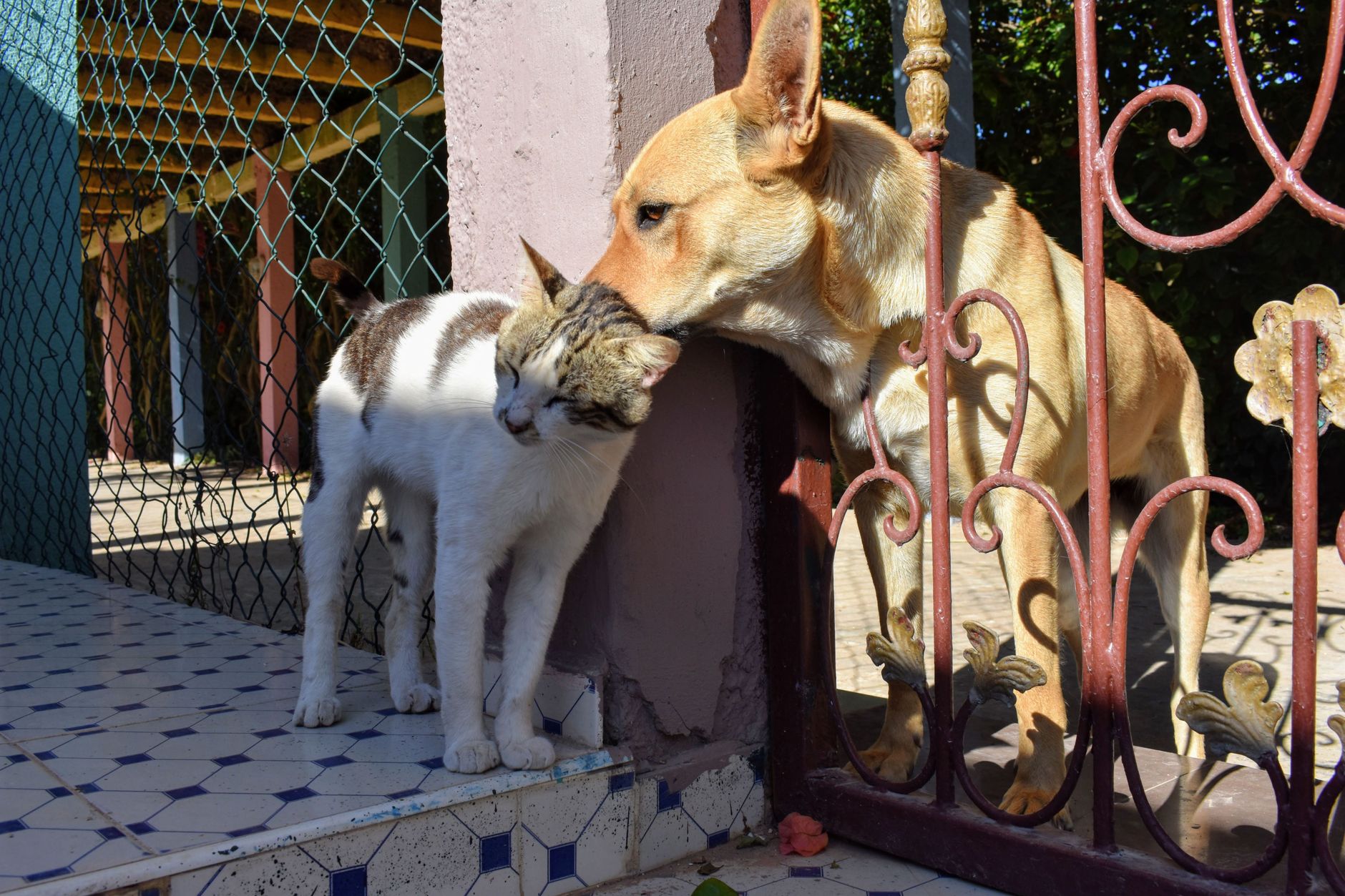 best pet health and nutrition