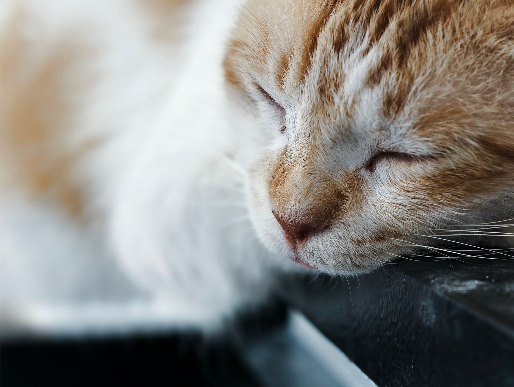 Wet vs Dry Cat Food: Proven Pros and Cons for Your Feline in 2026
