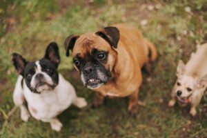 Best Pet Insurance for Senior Dogs in 2026: An Expert Guide