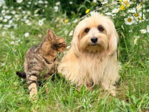 5 Key Differences Between Hill’s & Royal Canin (2026)